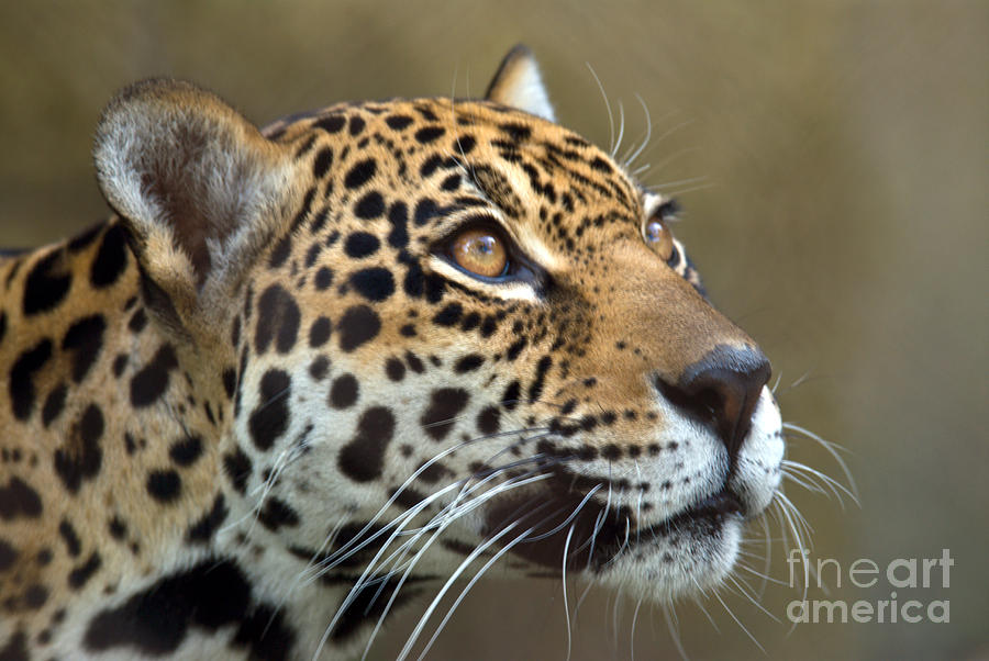 Jaguar #1 Photograph by Mark Newman