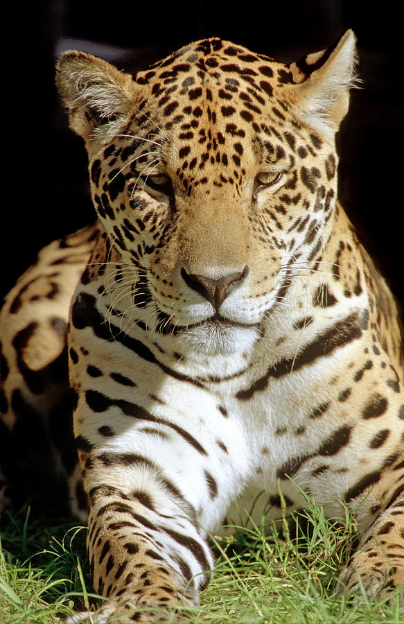 Animal Photograph - Jaguar #12 by Millard H Sharp