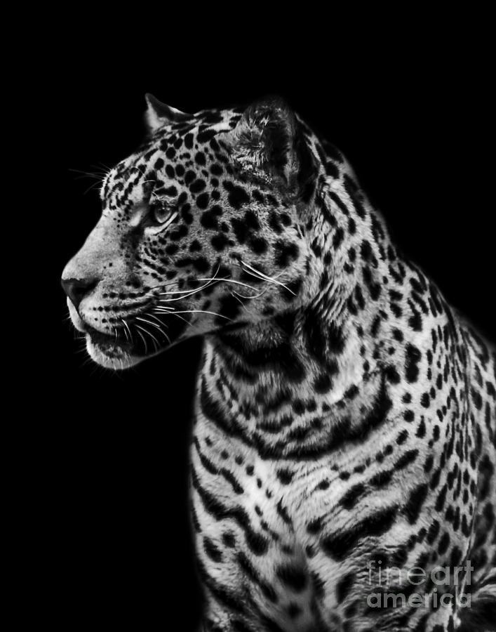 Jaguar one #1 Photograph by Ken Frischkorn