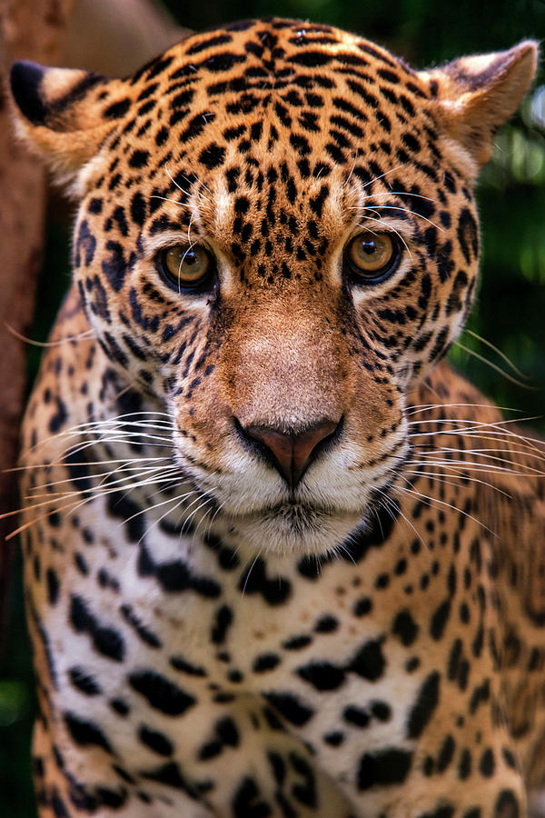 Jaguar Panthera Onca Photograph by Leonardo Merçon / Vw Pics - Pixels