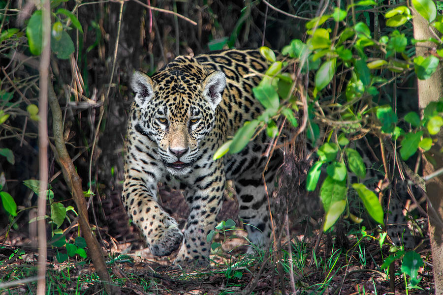 Jaguar Panthera Onca, Pantanal Photograph By Panoramic Images - Fine 