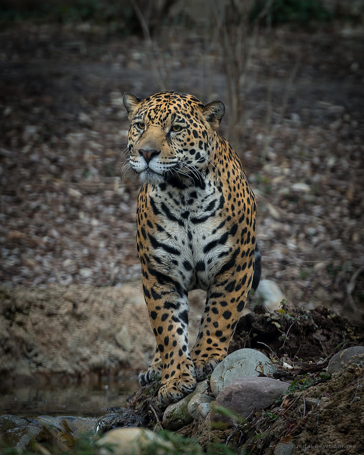 Jaguar  #1 Photograph by Phil Abrams