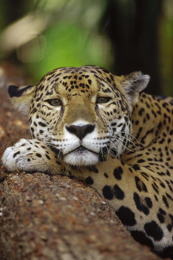 Jaguar Portrait Belize #2 Photograph by Gerry Ellis