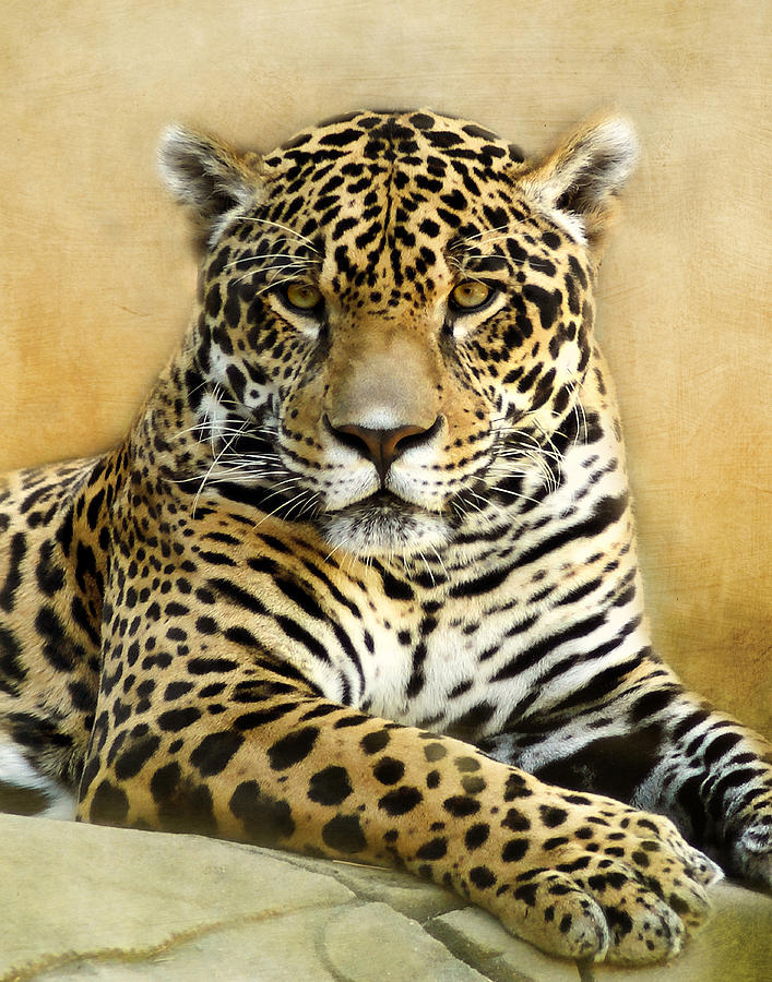 Jaguar Portrait Photograph by TnBackroadsPhotos
