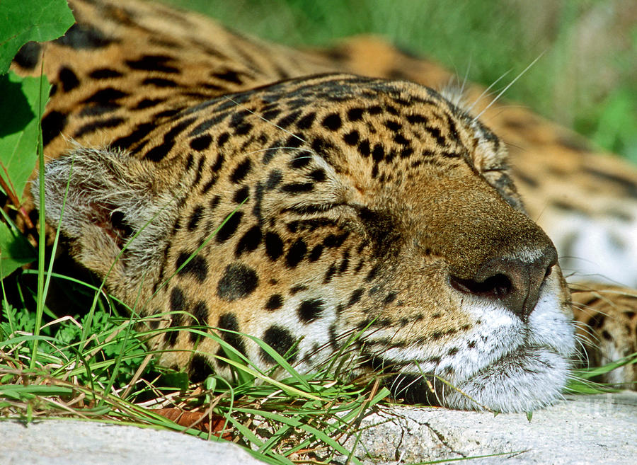 Jaguar Resting #1 Photograph by Millard H. Sharp