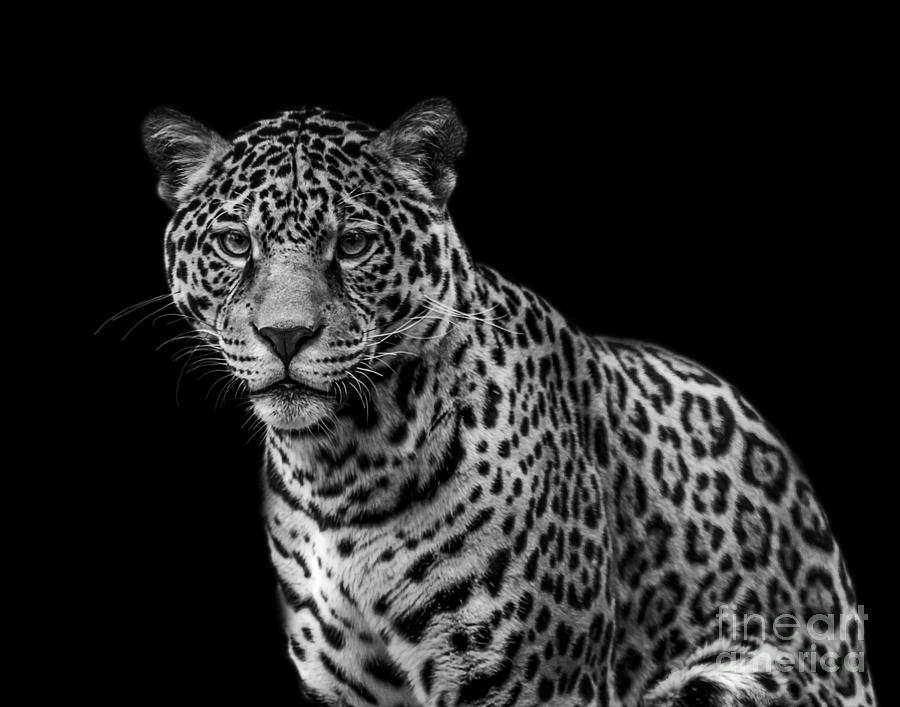 Jaguar three #1 Photograph by Ken Frischkorn