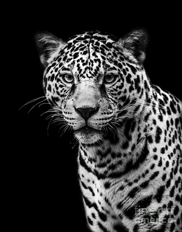 Jaguar two #1 Photograph by Ken Frischkorn