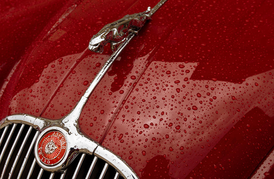 Jaguar Vintage Classic Car Symbol Close-up #1 Photograph by Piola666
