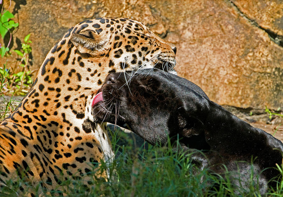 Jaguars #1 Photograph by Millard H. Sharp