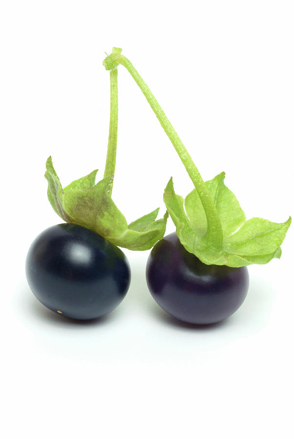 Fruit Photograph - Jaltomata Fruit #1 by Bildagentur-online/th Foto/science Photo Library