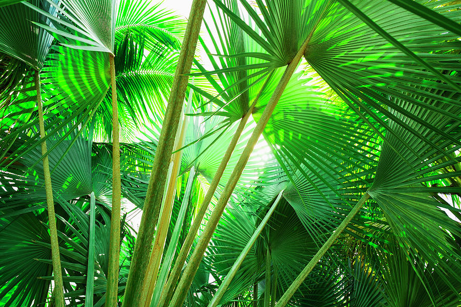 Jamaica, Palm Leaves #1 Photograph by Tetra Images