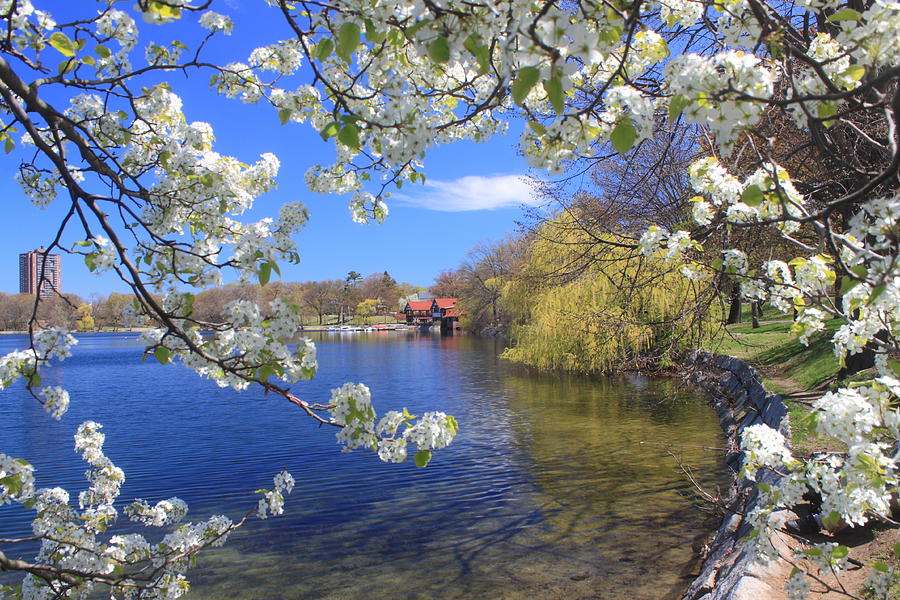 Boston Photograph - Jamaica Pond Boston in Spring #1 by John Burk