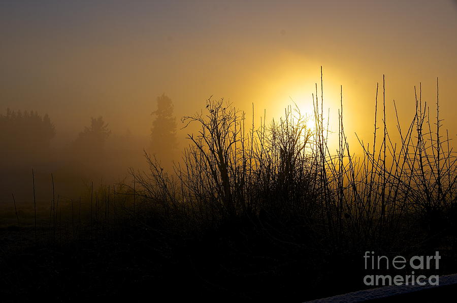 Nature Photograph - January Dawn #1 by Sean Griffin