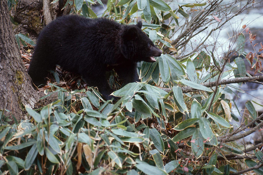 Japanese Black Bear #1 Photograph by Akira Uchiyama