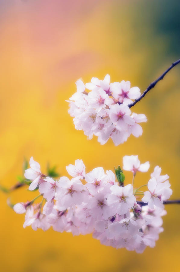 Japanese Cherry (prunus Serrulata) #1 Photograph by Science Photo Library Japanese Cherry (prunus Serrulata) #1 Photograph by Science Photo Library