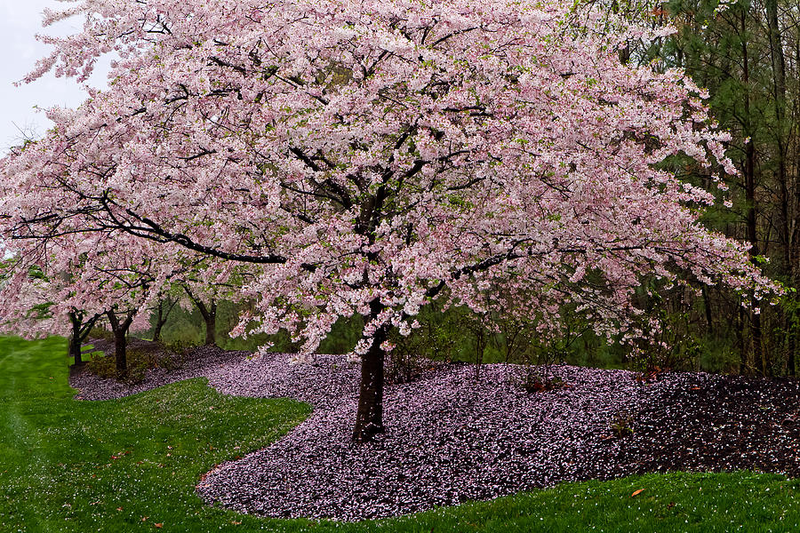 Japanese Cherry Tree #1 Photograph by Jerry Gammon
