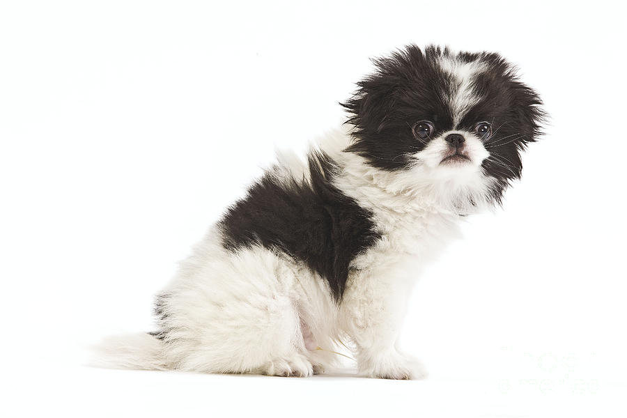 Black And White Photograph - Japanese Chin Puppy #3 by Jean-Michel Labat