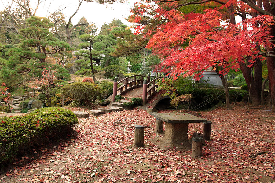 Japanese garden in autumn #1 Photograph by Mura