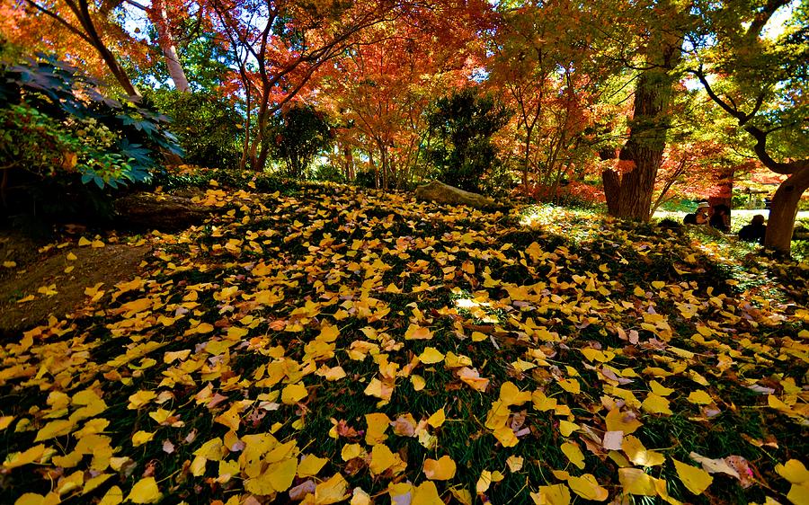 Japanese Gardens #1 Photograph by Ricardo J Ruiz de Porras