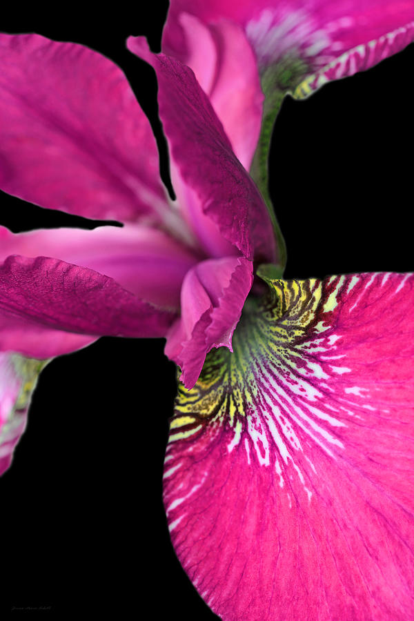 Japanese Iris Hot Pink Black Two Photograph by Jennie Marie Schell