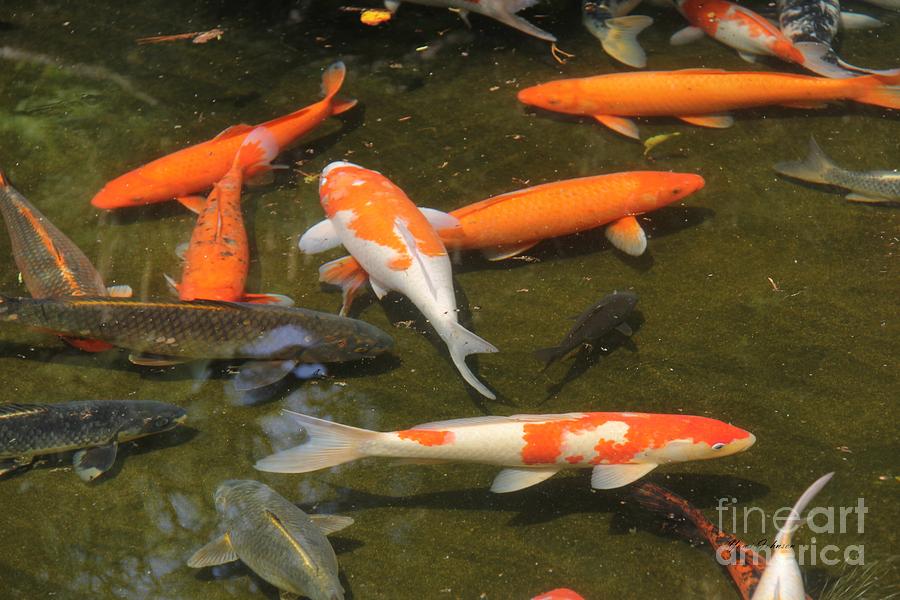Japanese Koi pond #1 Photograph by Yumi Johnson