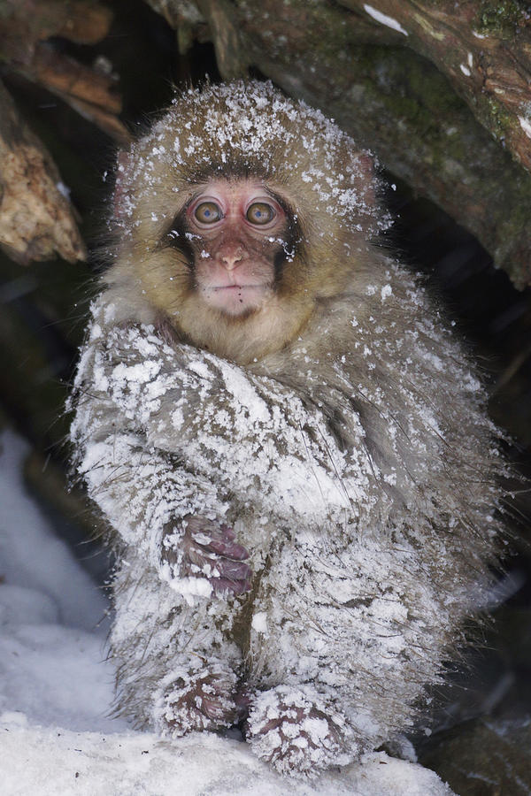 Japanese Macaque And Baby In Snow Japan #1 Photograph by Hiroya Minakuchi