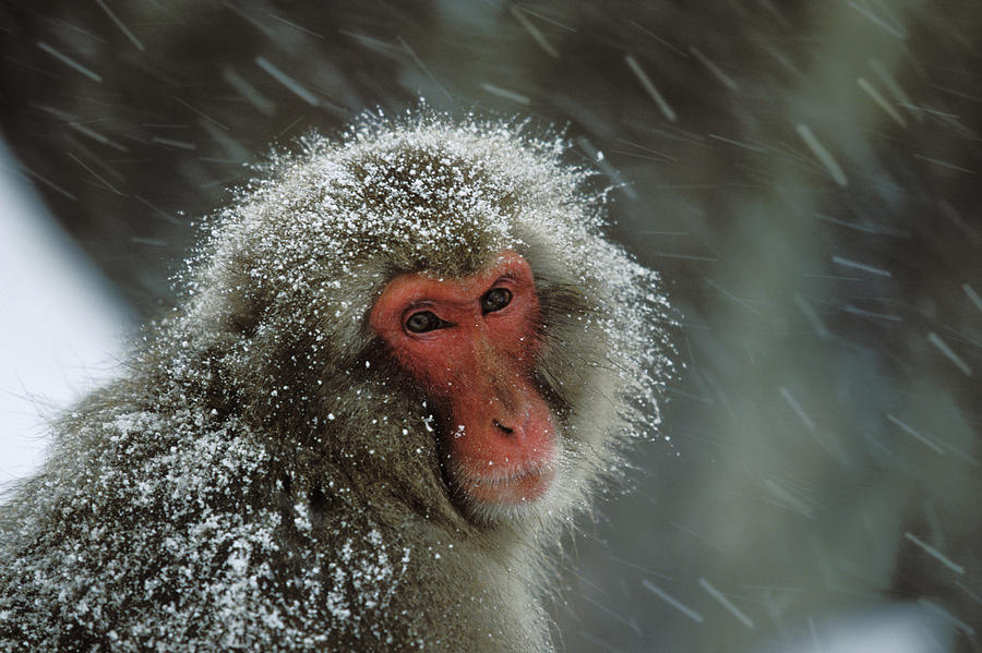 Japanese Macaque Covered In Snow Japan #1 Photograph by Konrad Wothe
