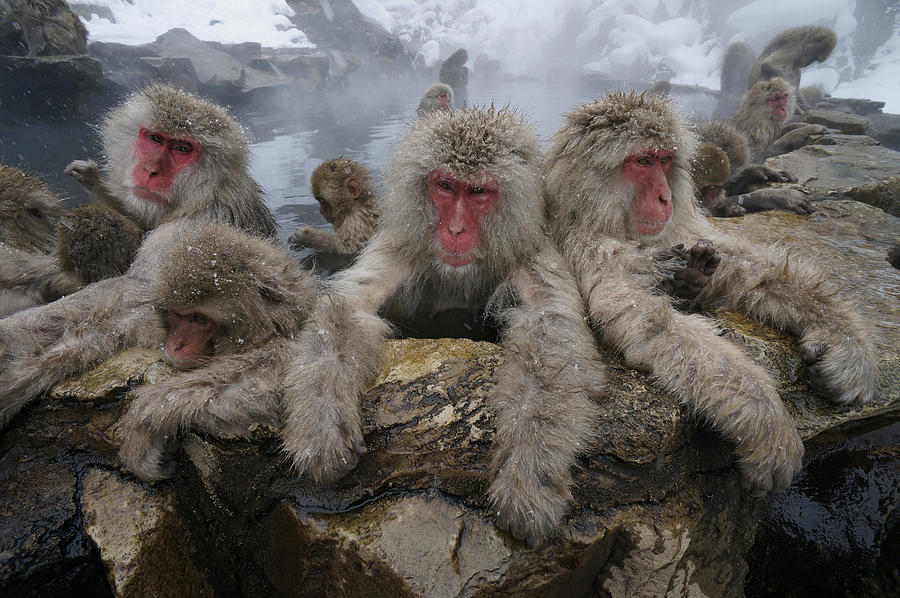 Japanese Macaque Group In Hot Spring #1 Photograph by Hiroya Minakuchi