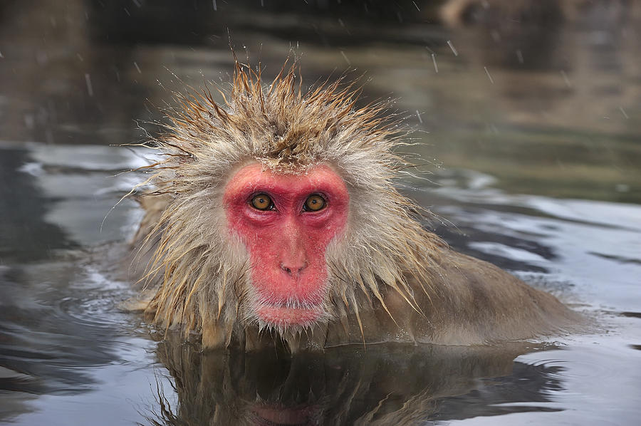 Japanese Macaque In Hot Spring Photograph by Thomas Marent