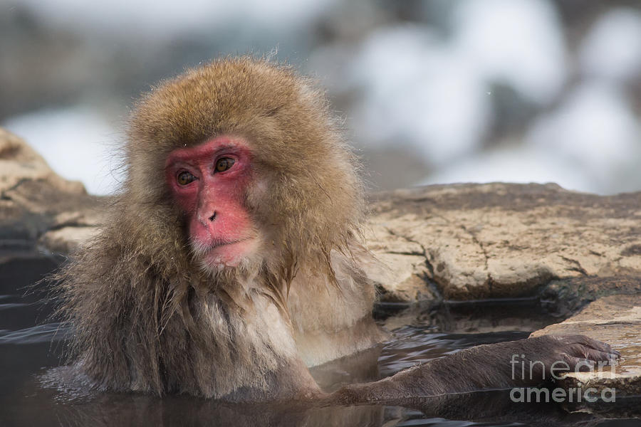 Japanese Macaque in Jigokudani Monkey Park #3 Photograph by Natural Focal Point Photography