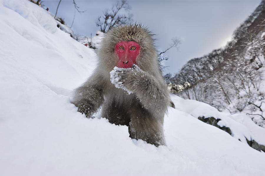 Japanese Macaque In Snow Jigokudani #1 Photograph by Thomas Marent