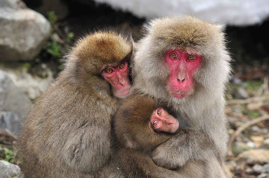 Japanese Macaque Mother With Young #1 Photograph by Thomas Marent