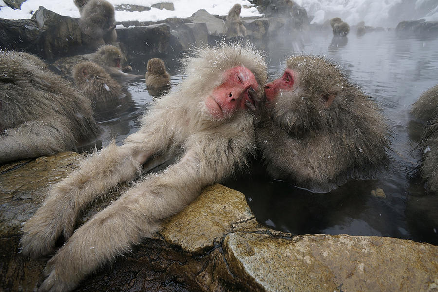 Japanese Macaques Grooming In Hot Spring #1 Photograph by Hiroya Minakuchi