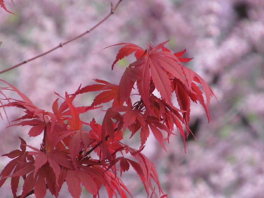 Japanese maple #2 Photograph by Alfred Ng