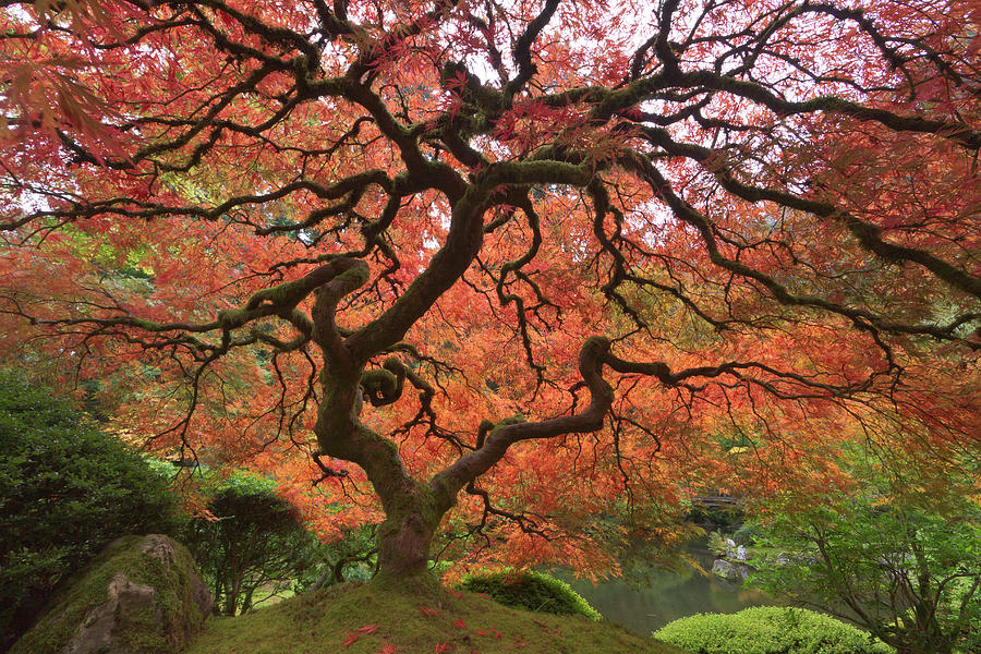 Japanese Maple In Fall Color, Portland Photograph by ...