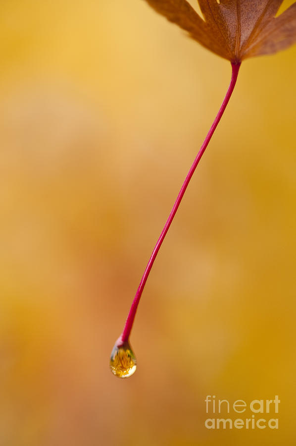 Japanese Maple Leaves With Dew Drops And Autumn Colors Photograph