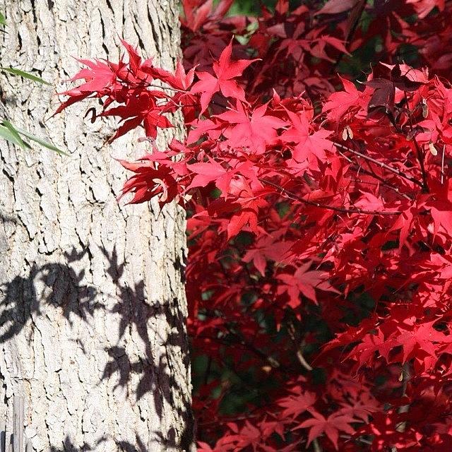 Japanese Maple #1 Photograph by Martha Perry Morrissette