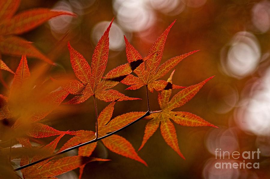 Japanese maple #1 Photograph by Peggy Hughes