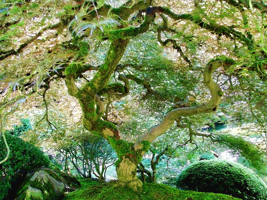 Japanese Maple Tree Photograph by Athena Mckinzie
