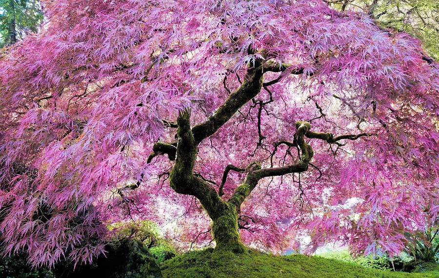 Japanese Maple Tree #5 Photograph by Jane Girardot