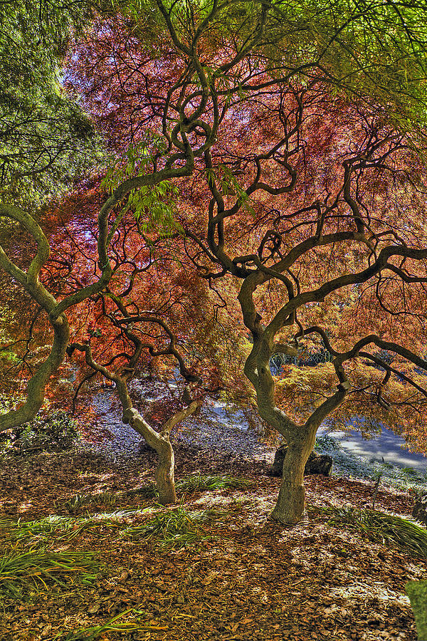 Japanese Maples Trees #1 Photograph by Jerry Gammon