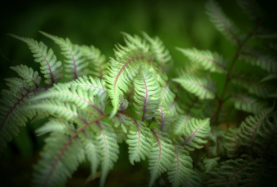 Japanese Painted Fern Fronds #1 Photograph by Nathan Abbott
