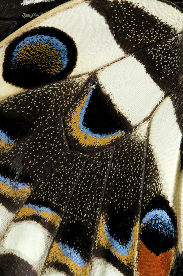 Japanese Swallowtail Wing Markings #1 Photograph by Nigel Downer