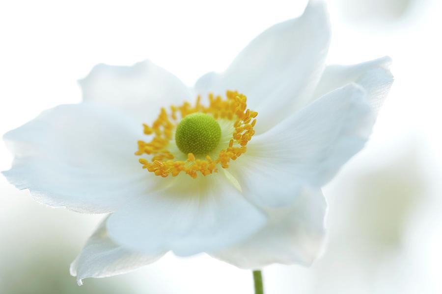 Nature Photograph - Japanese Windflower (anemone Sp.) #1 by Rachel Warne/science Photo Library