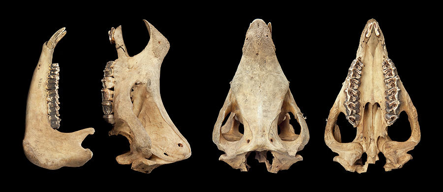 rhinoceros skull