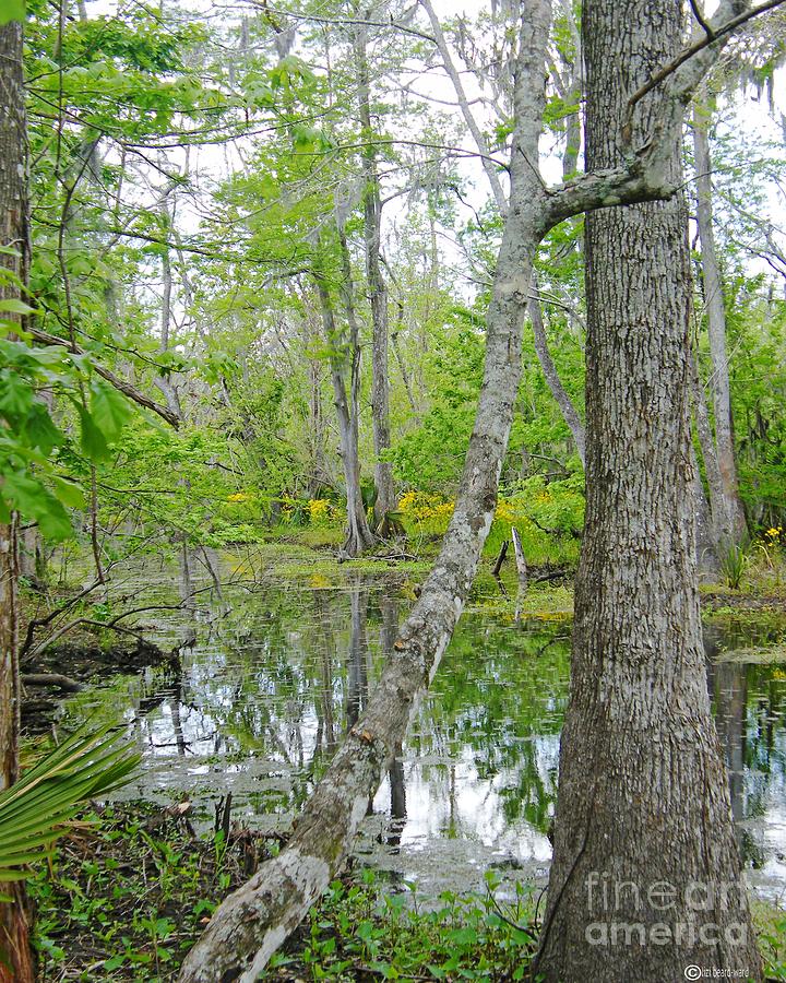 Jean Lafitte Swamp #1 Photograph by Lizi Beard-Ward