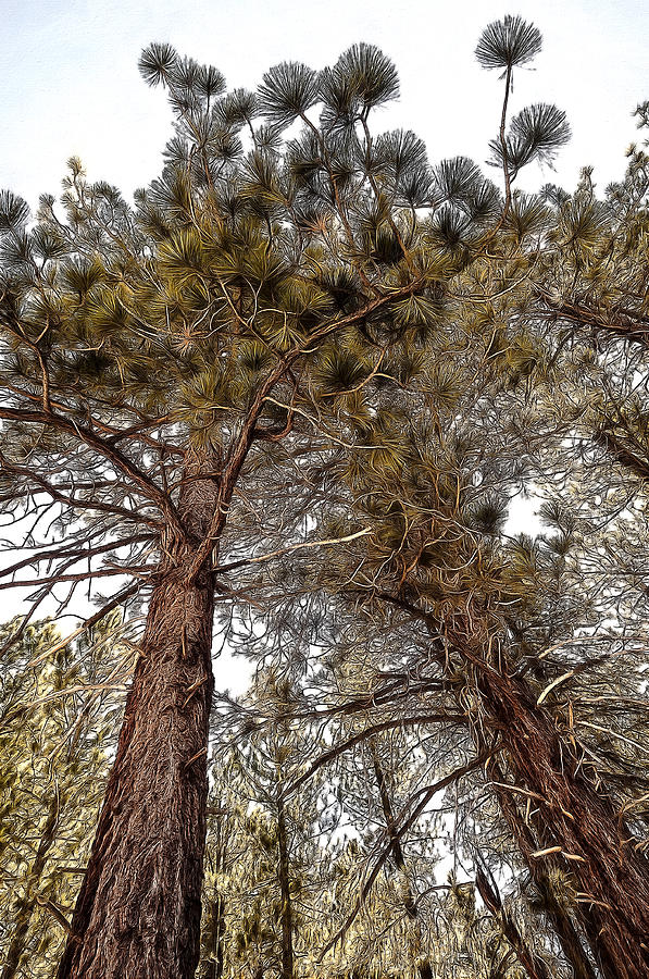 Nature Photograph - Jeffrey Pines #2 by Maria Coulson