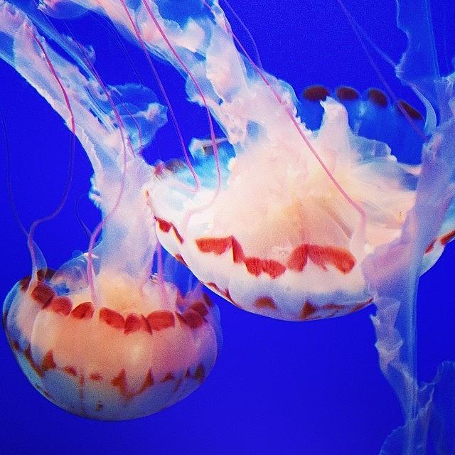 Underwater Photograph - #jellies #jellyfish #underwater #1 by Kerri Ann McClellan