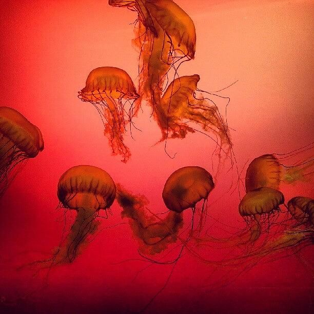 Jelly Fish Photograph - Jellies #1 by Jill Tuinier