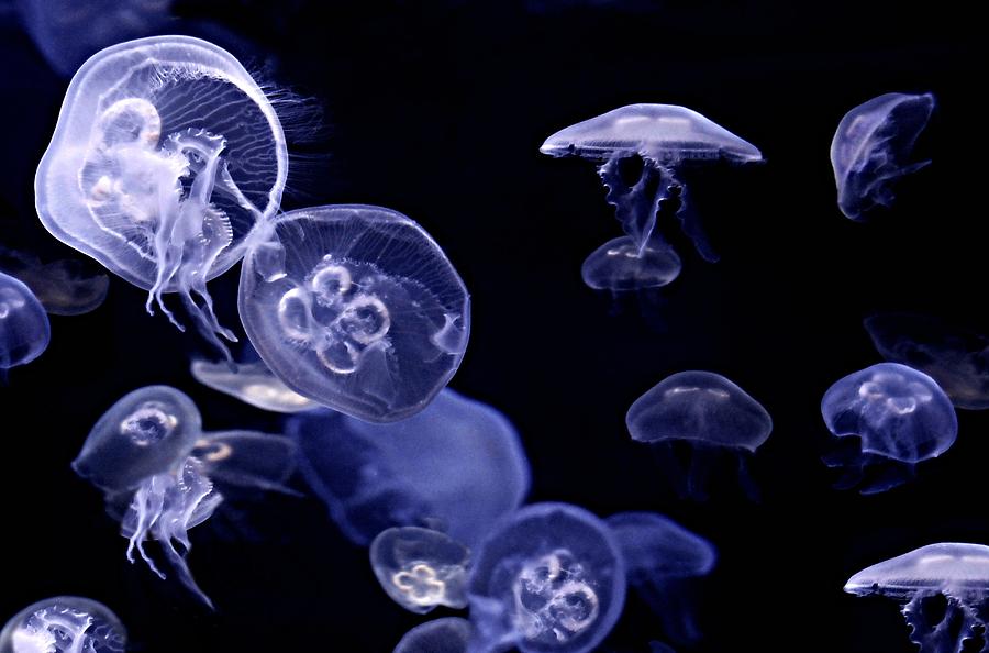 Jelly Fish #1 Photograph by Diana Angstadt